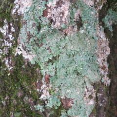 Punctelia missouriensis