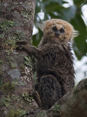 Buffy-Headed Marmoset photo 3