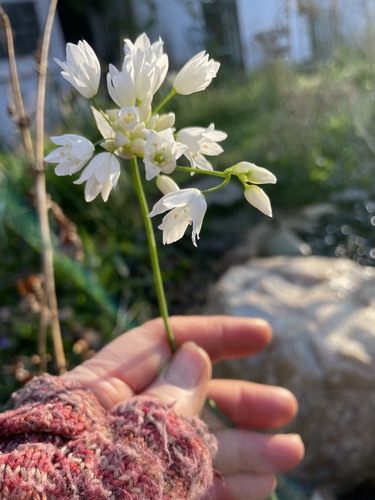 Allium zebdanense, photograph 4
