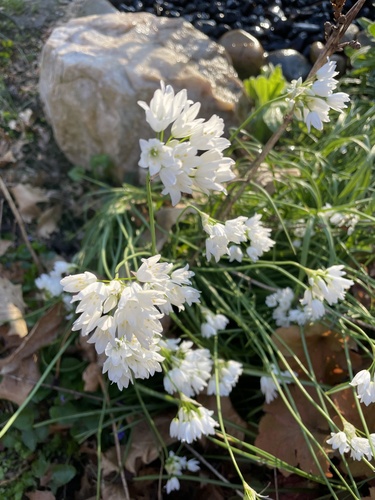 Allium zebdanense, photograph 5