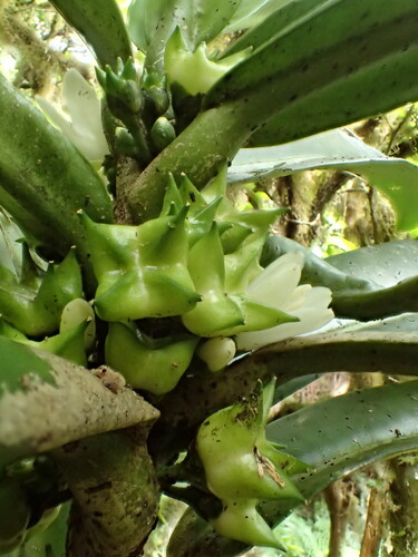Melicope rostrata