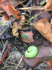 Phosphila miselioides