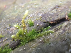 Dictyocatenulata alba