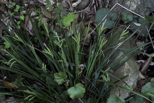 Carex flabellata iNat (3)
