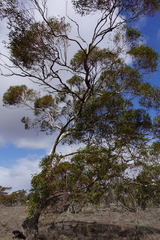 Eucalyptus oleosa oleosa