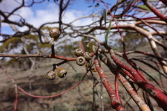 Eucalyptus oleosa oleosa