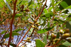 Eucalyptus oleosa oleosa