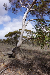 Eucalyptus oleosa oleosa