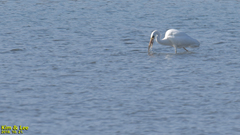 Ardea alba alba