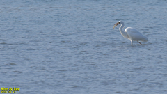 Ardea alba alba