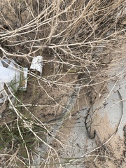 Sporobolus flexuosus