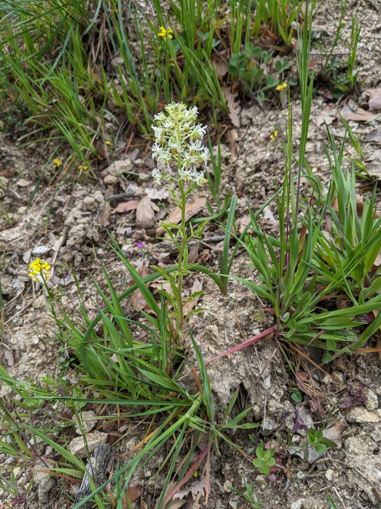 Reseda jacquinii (Reseda jacquinii)