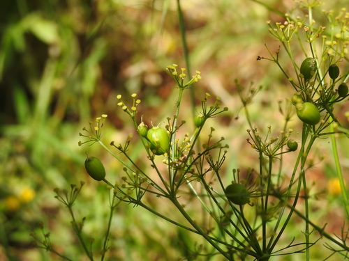 Image of Prangos trifida by (c) Duarte Frade, some rights reserved (CC BY)