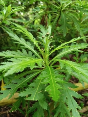 Argyranthemum pinnatifidum image