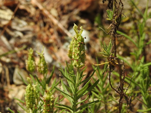 Image of Lavandula viridis by (c) Duarte Frade, some rights reserved (CC BY)