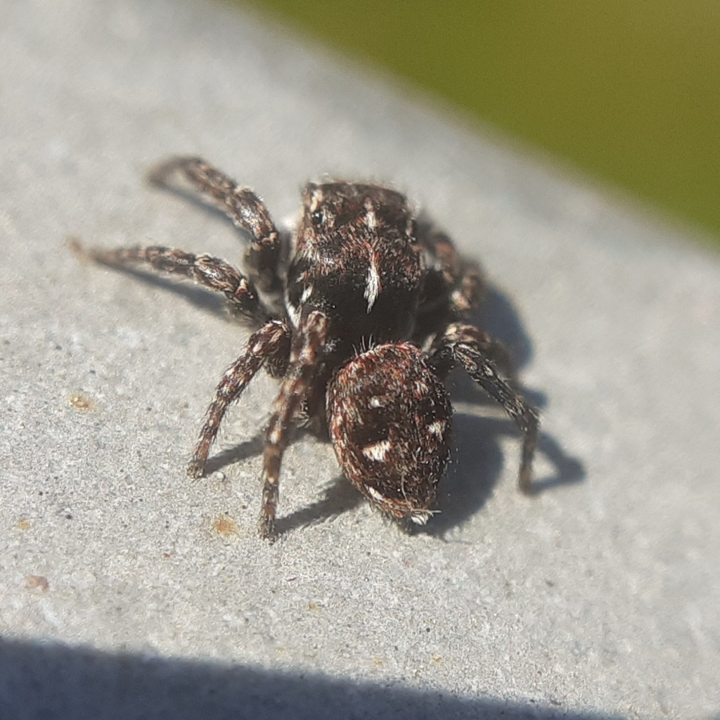 Calositticus inexpectus