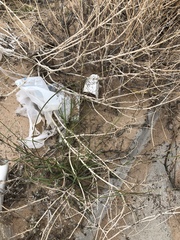 Sporobolus flexuosus