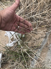 Sporobolus flexuosus