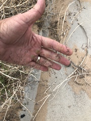 Sporobolus flexuosus