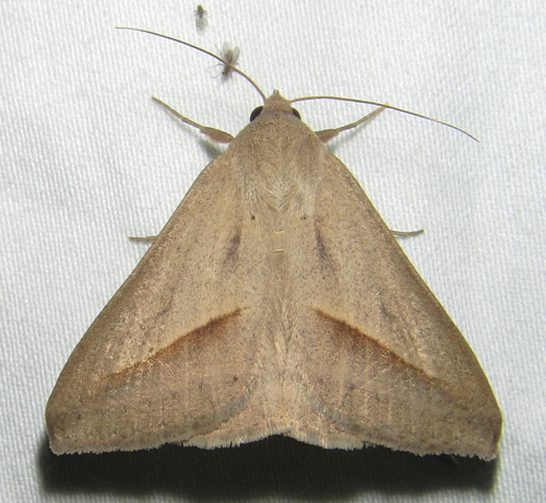 Mocis proverai Zilli, 2000