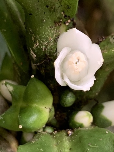 Melicope rostrata