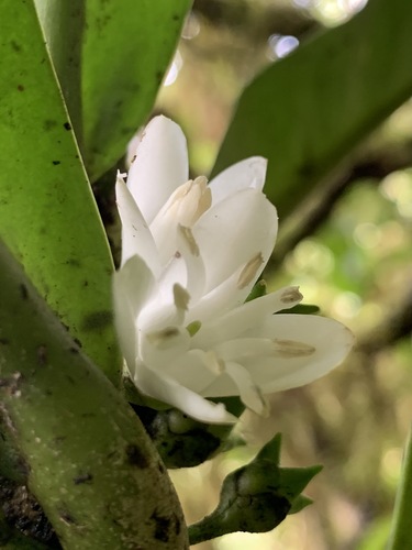 Melicope rostrata