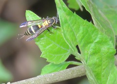 Polybia occidentalis bohemani