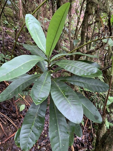 Melicope rostrata