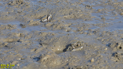 Macrophthalmus japonicus