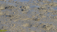 Macrophthalmus japonicus