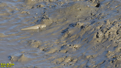 Periophthalmus modestus