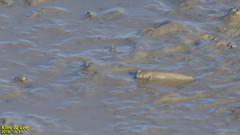 Periophthalmus modestus