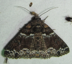 Pericyma atrifusa
