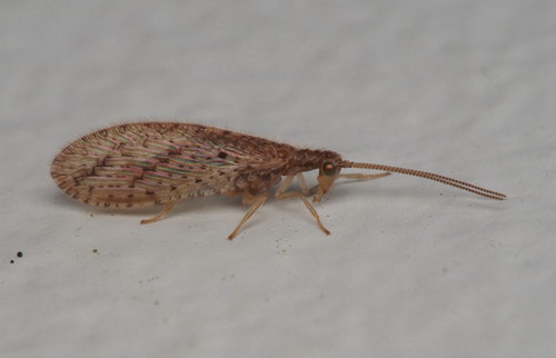 Tasmanian Brown Lacewing photo 4