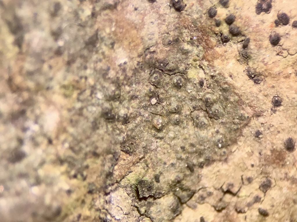 Verrucaria sublobulata
