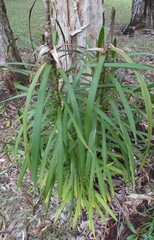 Cordyline stricta