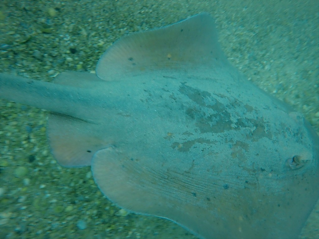 Brown Stingray From Manly Nsw 2095 Australia On October 20 2018 At 06