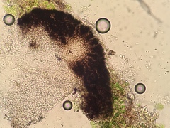 Verrucaria sublobulata