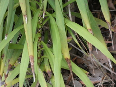 Cordyline stricta