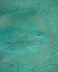 Hemitrygon fluviorum