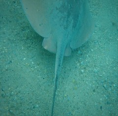 Hemitrygon fluviorum