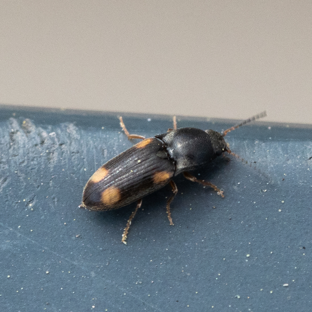 Zorochros quadriguttatus