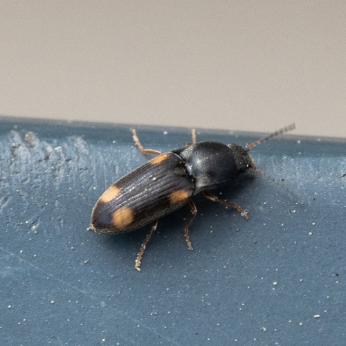 Zorochros quadriguttatus