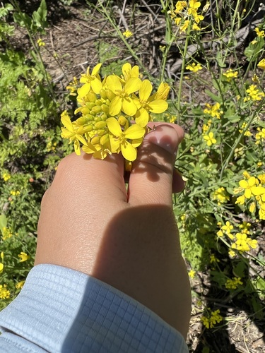iNaturalist observation photo of field mustard