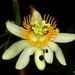 Passiflora arborea - Photo (c) Andreas Kay, some rights reserved (CC BY-NC-SA)