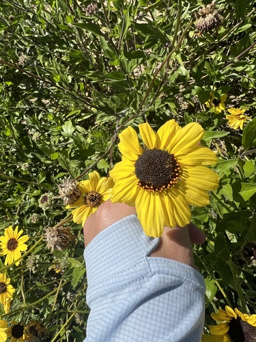 iNaturalist observation photo of California brittlebush