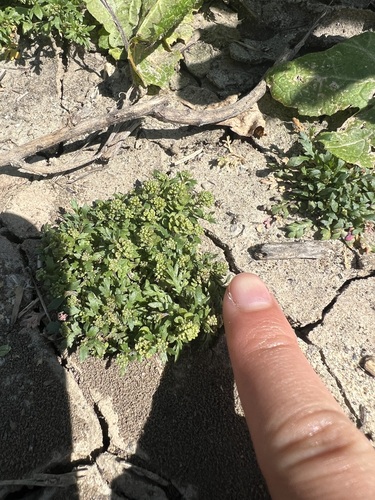 iNaturalist observation photo of Lesser swine-cress