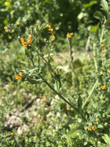 iNaturalist observation photo of Common Fiddleneck