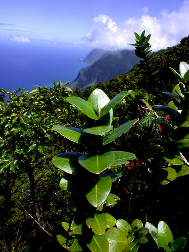 Melicope sessilis