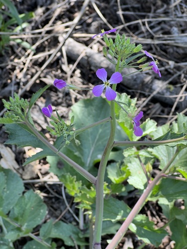 iNaturalist observation photo of garden radish
